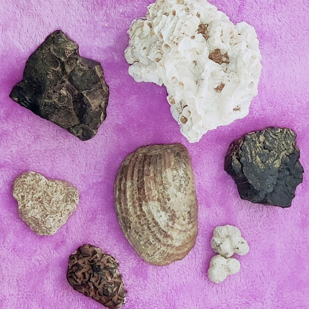 Lot of Beautiful & Interesting Fossils from the Deserts of the Southwest US